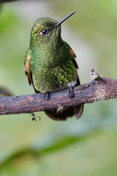 A Buff-tailed coronet (hummingbird) perched on a small tree branch