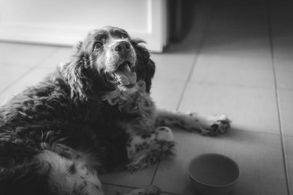 A black-and-white photo of a dog lying on the tiles, looking up and panting in the heat