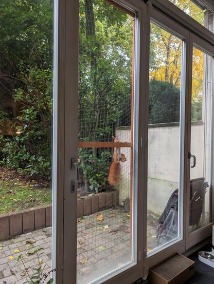 Ein europäisches Eichhörnchen hängt am Katzennetz, dass an der Außenseite einer Glastür befestigt ist, und schaut in die Wohnung.