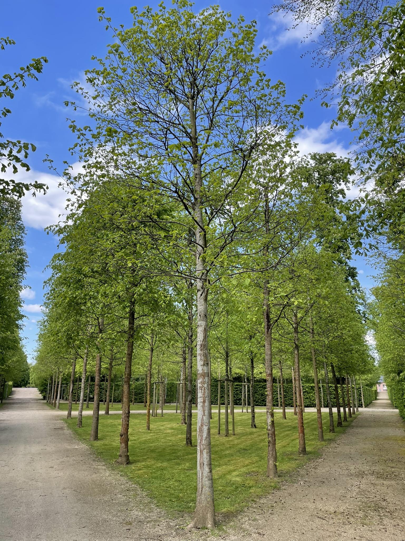 Streng geometrisch - im Dreieck - angeordnete Laubbäume mit Blick auf den Baum an einer Spitze dieser Fläche. Die Fläche wird rechts und links nach außen und hinten laufend von Fußwegen begrenzt.