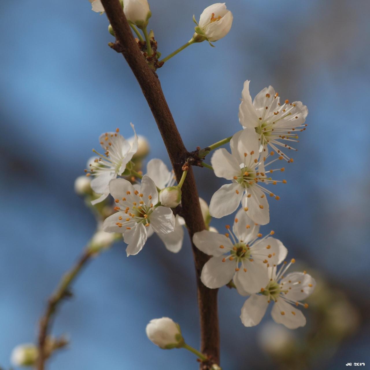 Nahaufnahme eines Pflaumenbaumzweigs mit weißen Blüten auf unscharfem blauem Hintergrund (Bokeh).