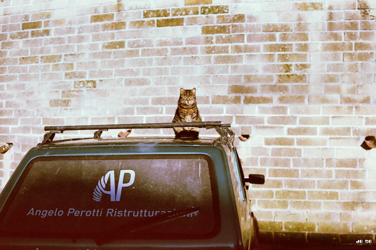 Farbfoto in gedämpften Farben, das eine Katze zeigt, die auf dem Bach eines grünen Autos sitzt und nach etwas Ausschau zu halten scheint. Im Hintergrund eine Ziegelmauer. Leica R5 mit 35 mm Summicron auf Classic 200-Film.