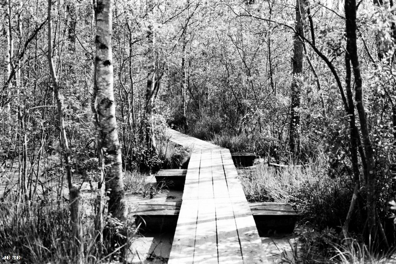 Black and white photo showing part of a floating trail on wooden planks through the Pääsküla bog in Estonia. Lots of trees, mostly birches, on both sides. Leica R4 with 50 mm Summilux on Kentmere 100 film.